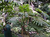 Philodendron - Philodendron bipinnatifidum (fam Aracees) (S-E du Bresil) (00) (Photo F. Mrugala)